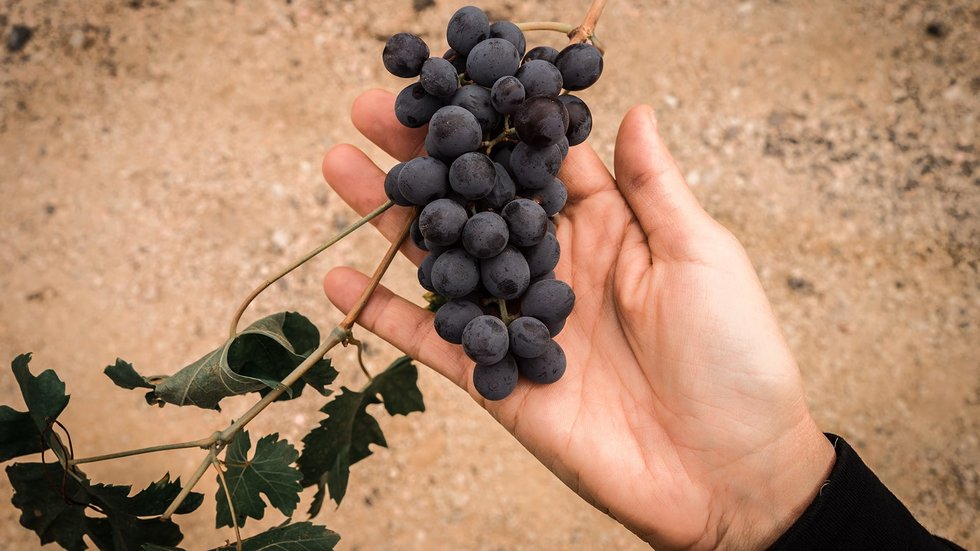 Quanto conosci l'Amarone della Valpolicella DOCG? Il quiz di Milano Wine Affair