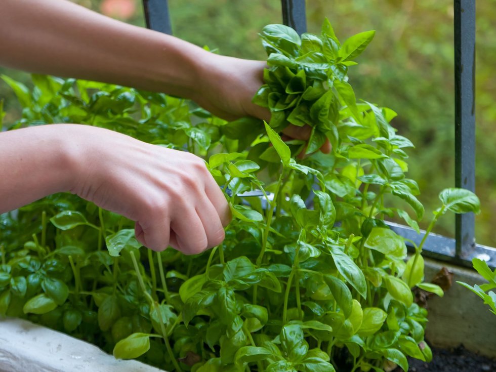 Basilico: conosci la sua storia e la sua versatilità in cucina?