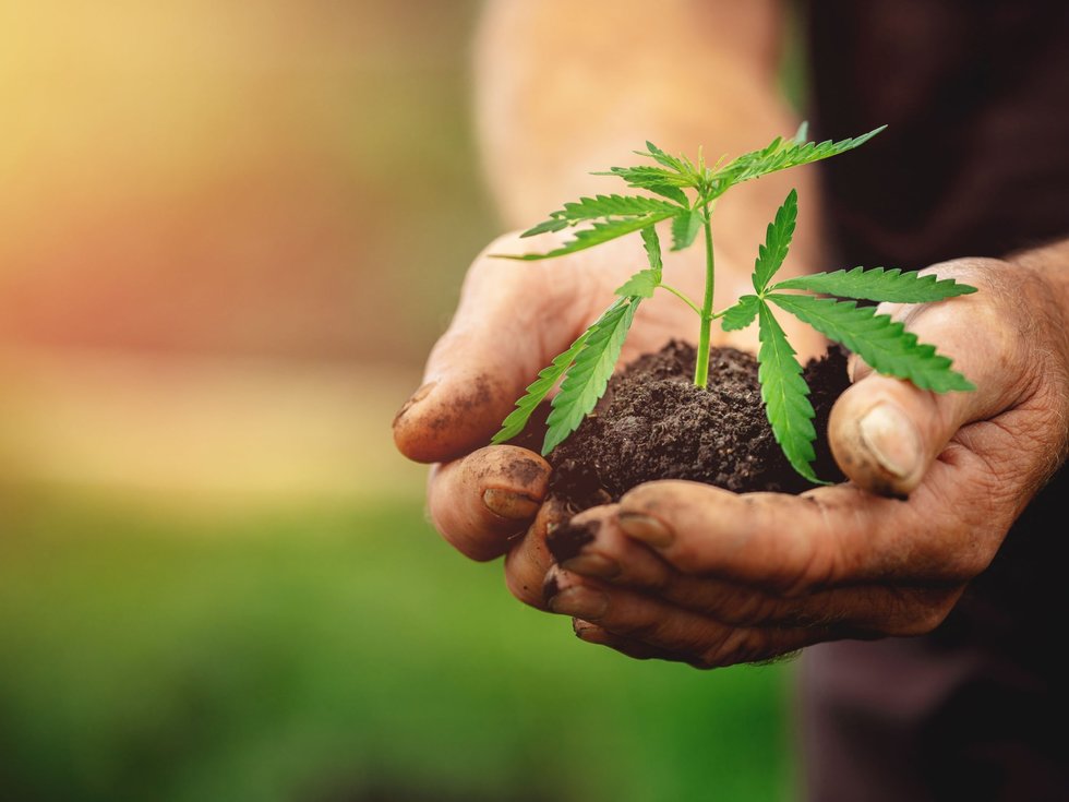 Canapa industriale: chiave per un futuro più sostenibile?