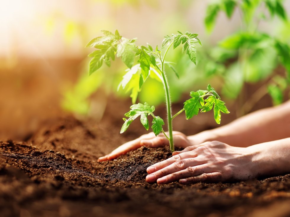 La legge di Liebig e la produttività delle piante