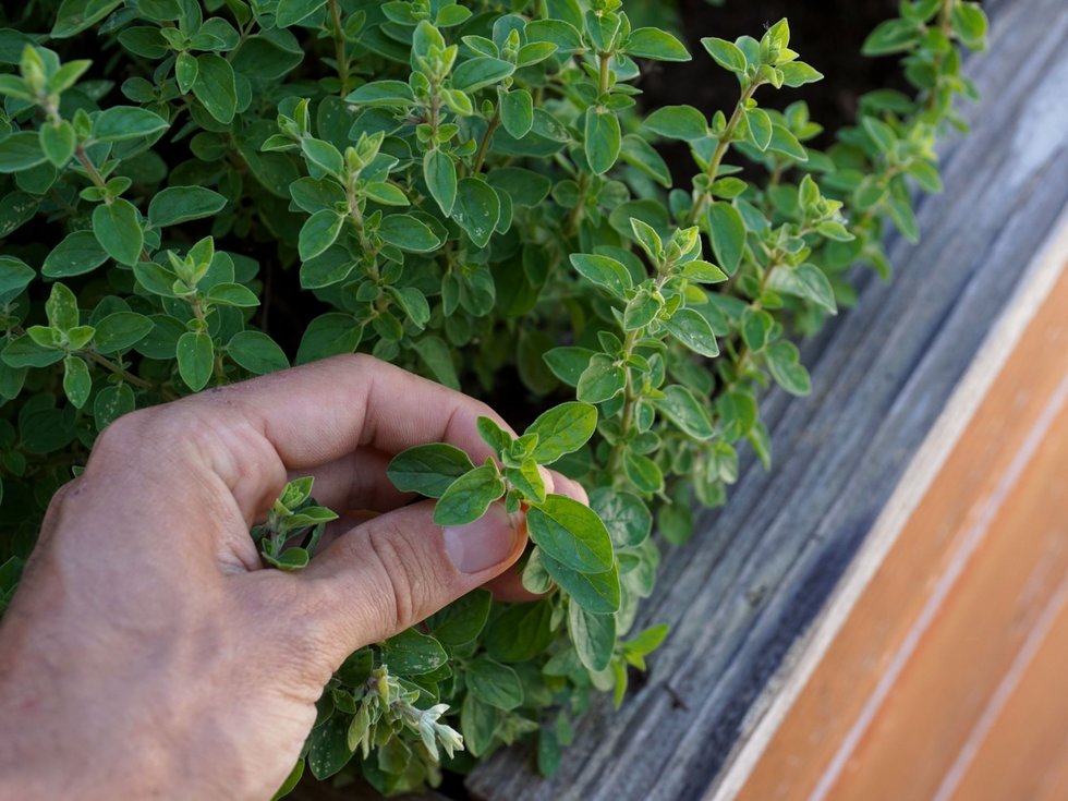 Origano, un erba profumata di storia: quali sono i suoi segreti?