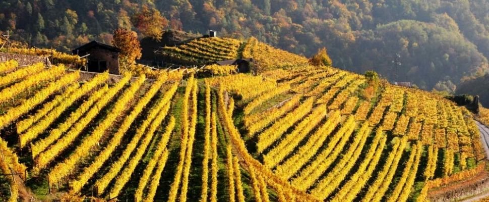 Consorzio Cembrani D.O.C.: scopri i prodotti