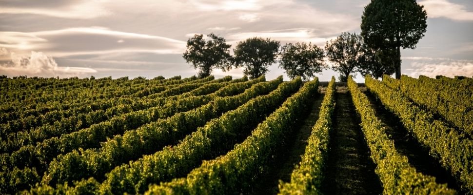 Azienda Agricola Bocale: scopri i prodotti