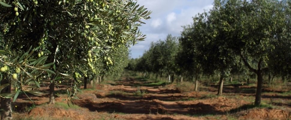 Accademia Olearia: scopri i prodotti