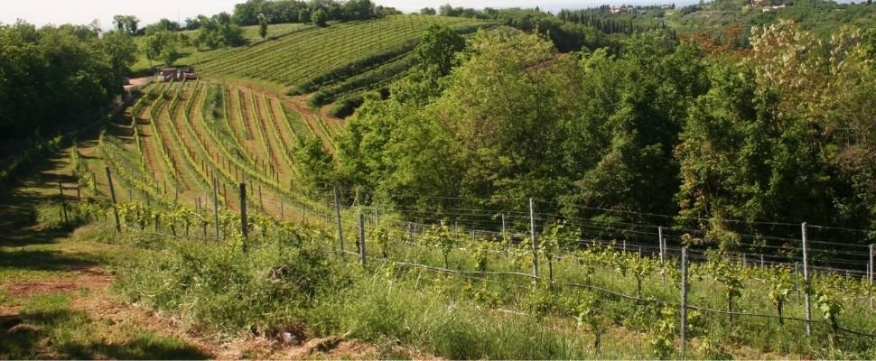 Cantina Bonfanti: scopri i prodotti