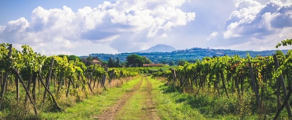 Vinea Domini: scopri i prodotti