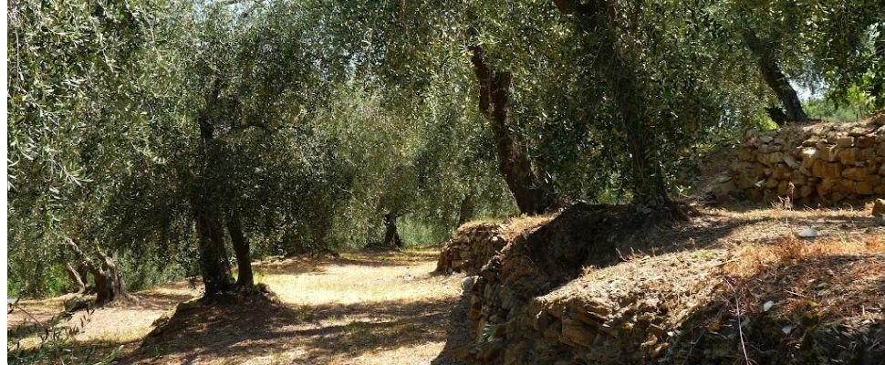 Antico Frantoio di Saguato: scopri i prodotti