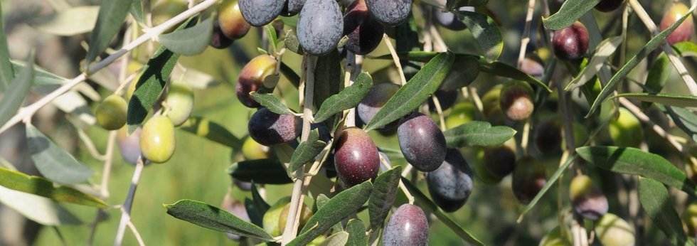 Fattoria di Busona: scopri i prodotti