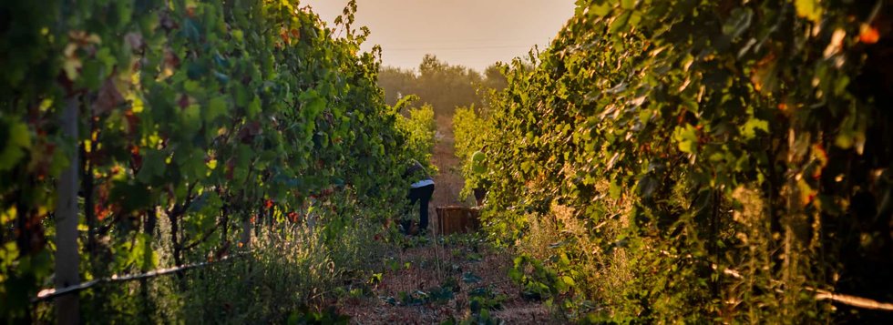 Tenuta Pere Rosse: scopri i prodotti