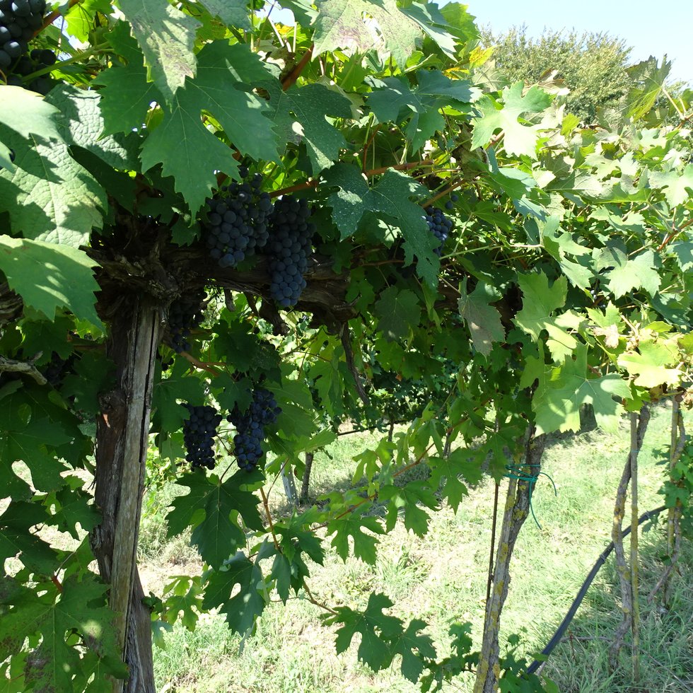 Cantina Gorzoni: scopri i prodotti