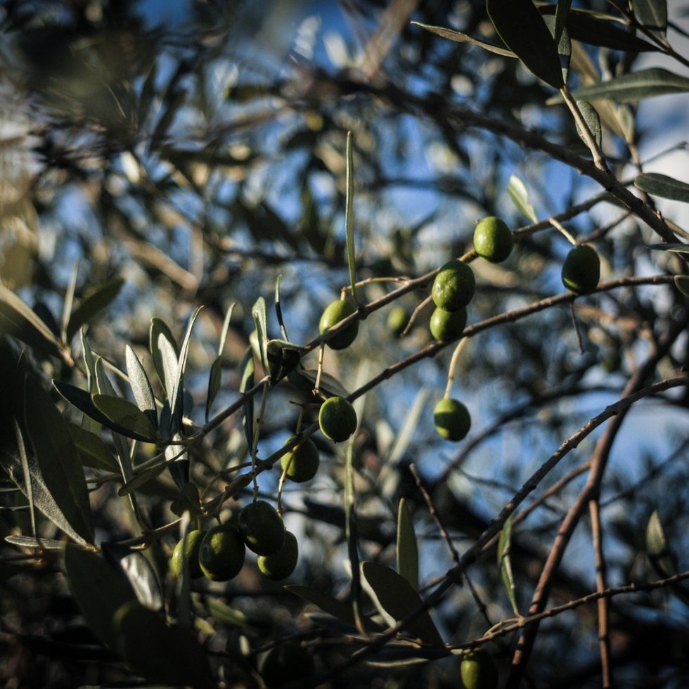 Olio Evo Le Mire: scopri i prodotti