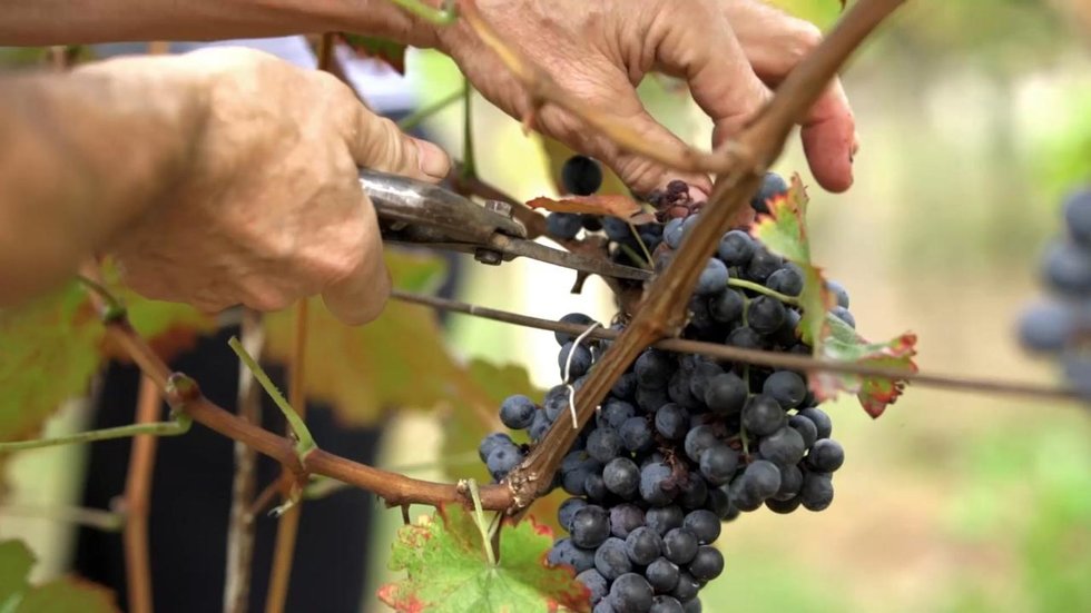 Vini Zorzon: scopri i prodotti