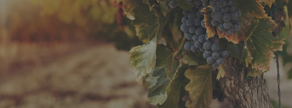 Azienda Agricola Cravanzola: scopri i prodotti