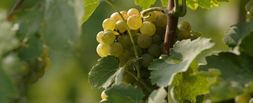 Azienda Agricola Cavalchina: scopri i prodotti