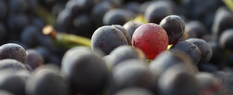 Azienda Agricola Le Bertarole: scopri i prodotti