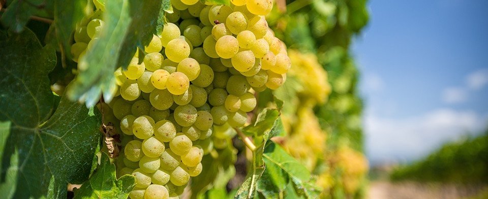 Azienda Agricola Monzio Compagnoni: scopri i prodotti