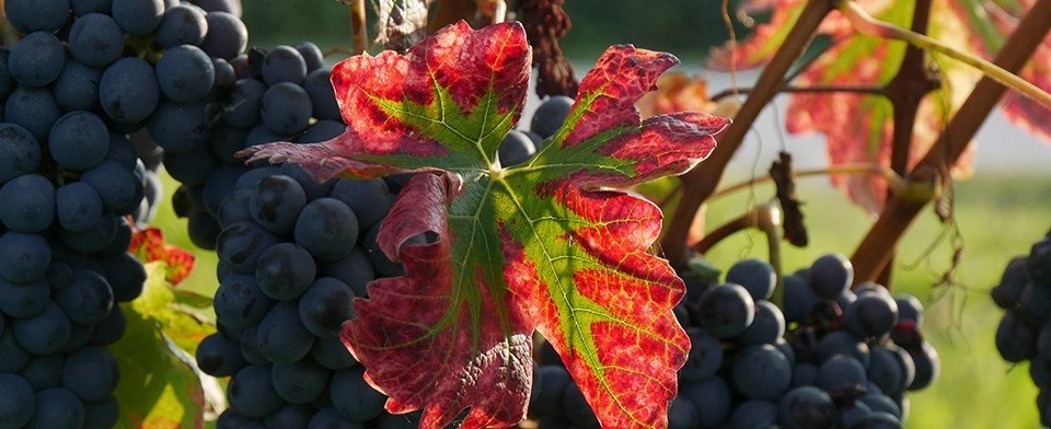 Azienda Agricola Rocche Costamagna: scopri i prodotti