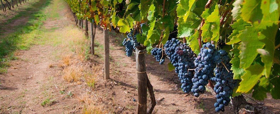 Azienda agricola Vigne Storte: scopri i prodotti